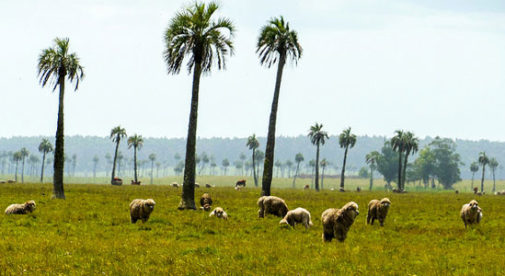 uruguay-farming