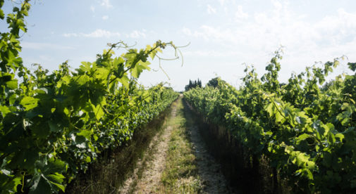 Lazy Living Among The Vineyards Of France