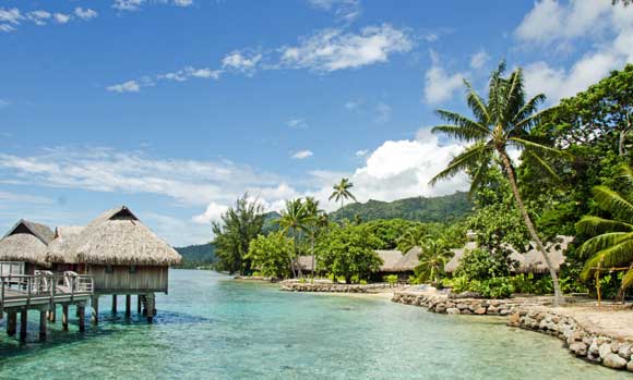 French Polynesia: Swaying Palm Trees Loaded with Coconuts