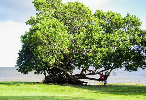 Slide6 - Corozal Seagrape Tree on Bay