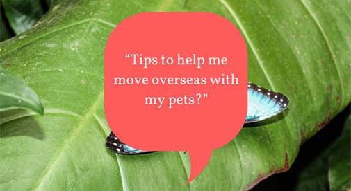 “Tips to help me move overseas with my pets?”