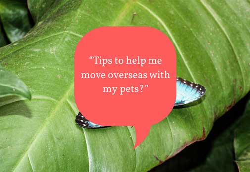 Tips to help me move overseas with my pets?