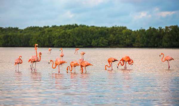 Flamingoes at Rio Lagartos