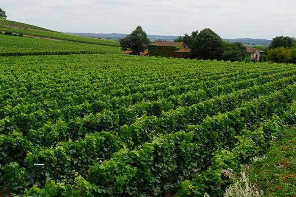 Bordeaux Italy Countryside