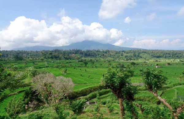 sanur fields 