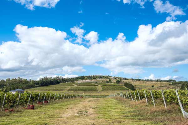 Winery-Uruguay