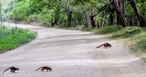 Costa Rica road Tamarindo