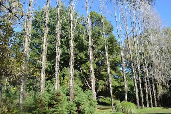 Take a Stroll Through Austral University’s Botanical Garden