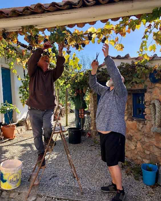Taking part in the annual grape harvest