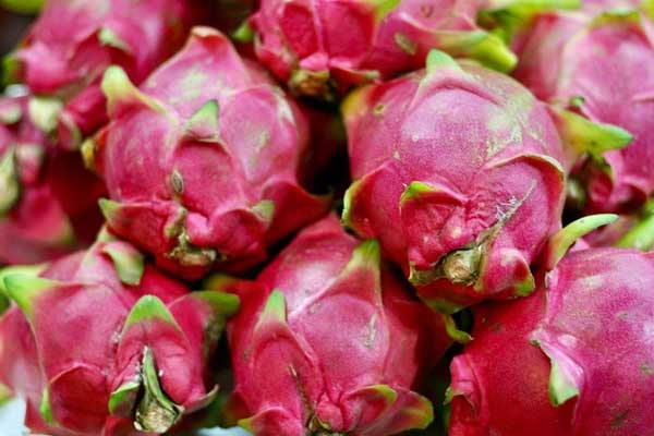 Laurie delights in dragon fruit for breakfast